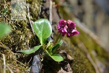 岩白菜[虎耳草科岩白菜屬植物]