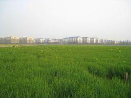 湖南農業 湖南農業