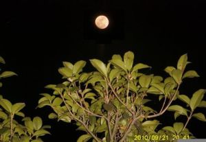 尾葉山黛豆 尾葉山黛豆