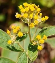 短纓合耳菊 短纓合耳菊