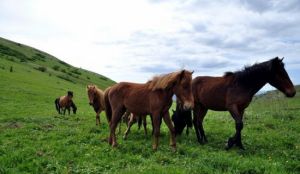 黃安壩高山牧場旅遊度假區 黃安壩高山牧場旅遊度假區