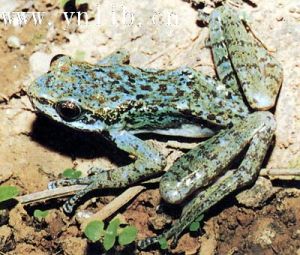 金江湍蛙 金江湍蛙