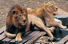 杭州動物園——獅子
