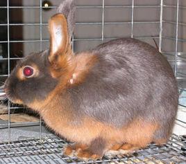 美國黃褐色家兔 美國黃褐色家兔