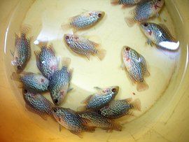 馬騮[香港武打演員的綽號]