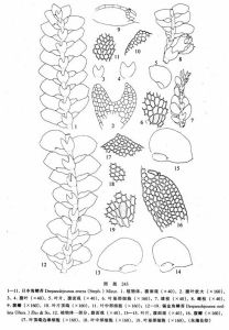日本角鱗苔 日本角鱗苔