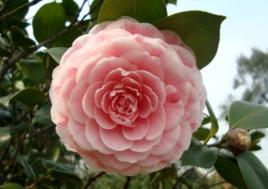 野生山茶花 野生山茶花