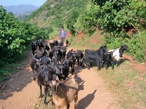 煉廠自然村特色產業－畜牧業