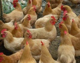 容縣霞煙雞 容縣霞煙雞