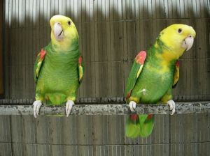 雙黃頭亞馬遜鸚鵡