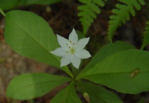 七瓣蓮屬 七瓣蓮屬