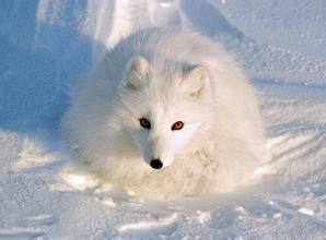 藍眸白狐 藍眸白狐