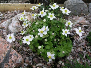 疏齒銀蓮花亞種 疏齒銀蓮花亞種
