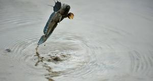 mudskippers