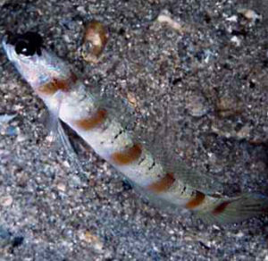 施氏蝦虎 施氏蝦虎