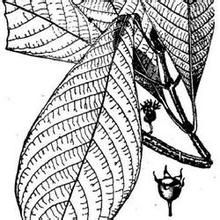 垂花密脈木 垂花密脈木