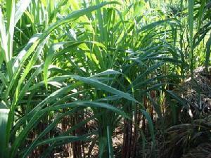 小新田村發展重點－甘蔗