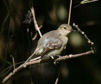 科島霸鶲 科島霸鶲