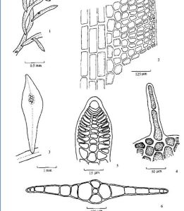 漸狹下舌藻 漸狹下舌藻