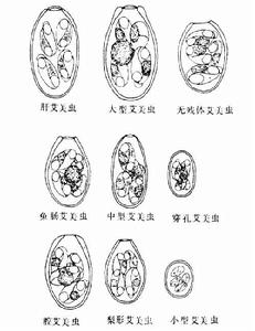 艾美蟲屬 艾美蟲屬