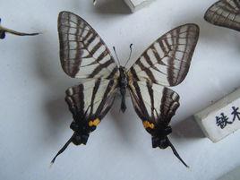 鐵木劍鳳蝶 鐵木劍鳳蝶