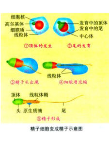 胚胎工程