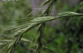 大芒鵝觀草 大芒鵝觀草