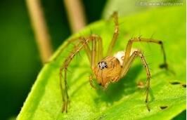 唇形貓蛛 唇形貓蛛