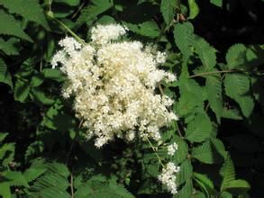 糙葉唐松草系 糙葉唐松草系