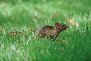 珀氏長吻松鼠 珀氏長吻松鼠