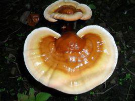 白靈芝[真菌類]