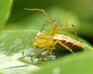 尖峰貓蛛 尖峰貓蛛