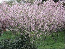 武漢大學 日本晚櫻