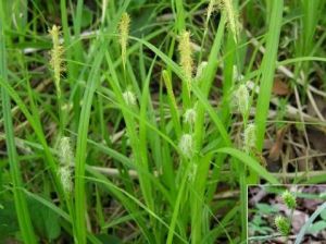 硬毛薹草 硬毛薹草