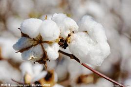 有機合成材料 有機合成材料