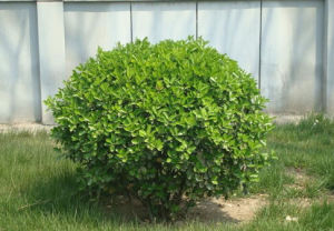 中型冬青 中型冬青