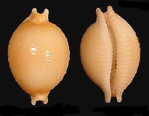 查氏寶螺 查氏寶螺