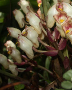 中華壇花蘭 中華壇花蘭