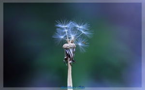 藥用蒲公英組 藥用蒲公英組