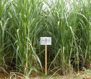 新台糖16號 新台糖16號