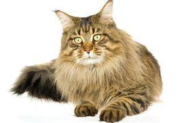 貓傳染性腹膜炎