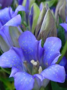 依米小花 依米小花