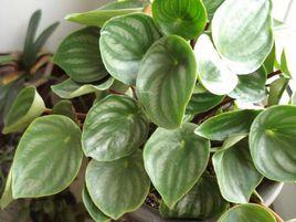 西瓜皮椒草 西瓜皮椒草