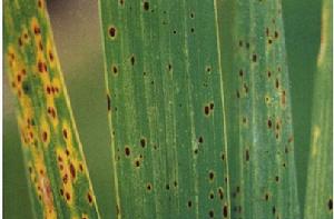 水稻胡麻斑病 水稻胡麻斑病