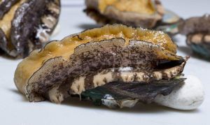 大連鮑魚 大連鮑魚