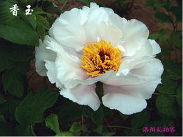 香玉牡丹 香玉牡丹