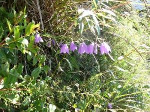 雲南沙參 雲南沙參