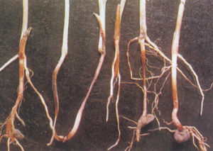 高粱柱黑穗病 高粱柱黑穗病