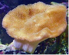 軟珊瑚群體