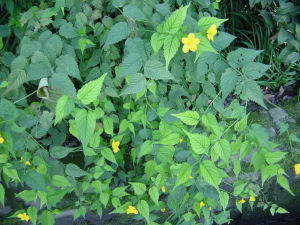 白脆雞麻李 白脆雞麻李